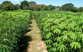 Agricultura regenerativa: Más de trescientos productores misioneros avanzan hacia sistemas más sustentables