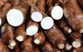 La mandioca, la sorpresa 2025 de las economías regionales: Quintuplicó su promedio de exportaciones