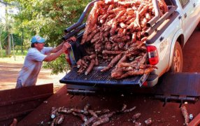 “Reducir el IVA a la fécula de mandioca es clave para sostener la producción de diez mil familias”