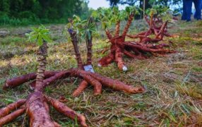 El INTA desarrolla cultivares de mandioca para el consumo y la industria