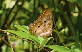 Misiones: Observación de mariposas en el Municipio de San Pedro, turismo y conciencia ambiental