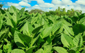 Durante los primeros cinco meses de 2024, las exportaciones de las PyMEs crecieron un 13,3% en dólares y 14,7% en toneladas