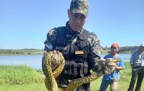 Defensa del Medio Ambiente: Salvaguardaron a una Boa Curiyú en peligro de extinción, fue devuelta a su hábitat sin mayores complicaciones