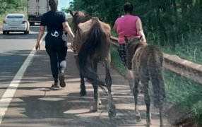 Misiones: Maltrato animal, rescataron un caballo y una yegua con su potrillo, estaban abandonados y atados a un árbol sobre la vera sobre la Ruta Nacional N° 14