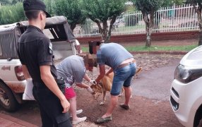 Maltrato animal: La Policía de Misiones detuvo a un individuo de 61 años por amenazar a un vecino y dispararle a su perro, además se secuestró tres armas de fuego y varias municiones