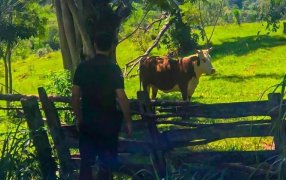 Misiones: En patrullajes rurales recuperaron una vaca que fue robada a un colono del Municipio de Gobernador López