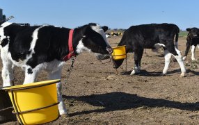 Los “siete derechos del ternero” que permiten hacer eficiente un sistema de crianza artificial