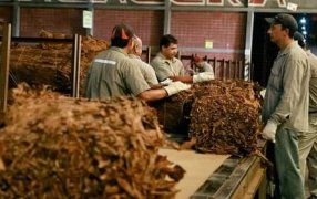 A partir del 4 de Marzo, se pagará 2.800 pesos por kilo de tabaco a productores misioneros