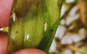 El maíz le agradece al frío: El clima extremo ayudó a reducir la temible población de la chicharrita