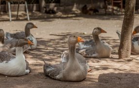Dos patos en Córdoba, el segundo caso argentino de gripe aviar