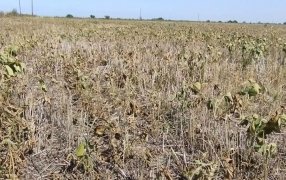 La sequía disparó la presión impositiva: el Estado se queda con el 94% de la renta de la soja