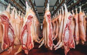 El segundo semestre equilibró un año complicado para el cerdo