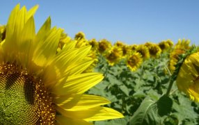El girasol brilla con las mayores exportaciones de aceite y subproductos en 18 años
