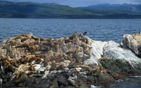 Confirmado por el SENASA: Gripe aviar, detectan el primer caso en mamíferos en Tierra del Fuego