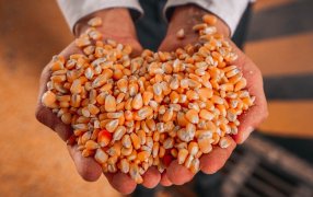 Biocombustibles: Una nueva levadura transgénica fue aprobada en Argentina y promete impulsar el volumen de producción