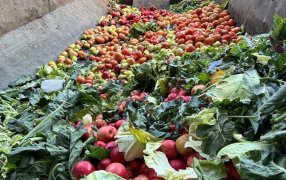 En Escobar, los desechos del mercado de abasto se transforman en fertilizante