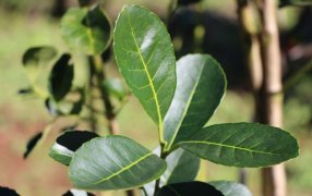 INYM: Aclaraciones respecto al informe de la UADE sobre desregulación y precios de la yerba mate