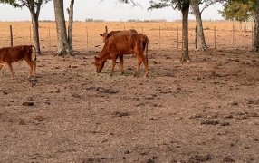 “La sequía puso al desnudo la ineficacia de la Ley de Emergencia Agropecuaria”