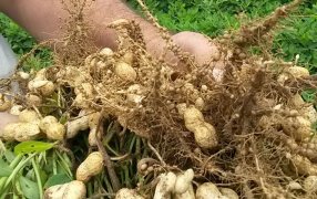 Coinoculación en maní como motor de la innovación verde