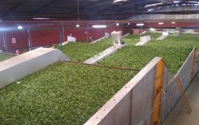 Misiones: Fijan precio para el té en rama&nbsp;