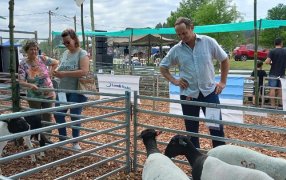Tercer remate ovino caprino en Misiones: Promueven la adquisición de reproductores de alta genética a través de líneas de créditos