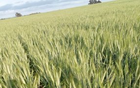 Se perdieron 400 ha de trigo en dos semanas y no hay un corto plazo promisorio para el cultivo