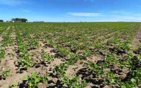 Optimismo: Un informe oficial sostiene que el 2024 es “prometedor” para la soja