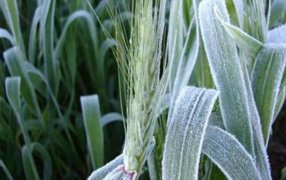 Heladas súper tardías e intensas: hubo récord de frío en varios puntos del país
