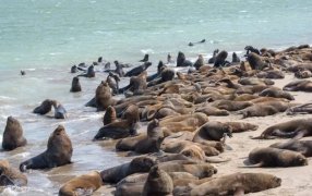 Prevención: Cierran la Escollera Sur de Mar del Plata por gripe aviar en lobos marinos