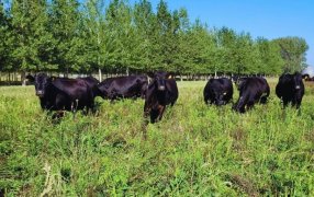 Desafío Forrajero: La leguminosa perenne que superó a la alfalfa en el sur bonaerense