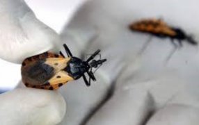 Casi un millón y medio de personas en Argentina padecen Chagas