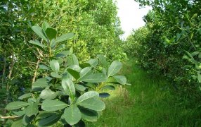 Comunicado del Sector Producción del INYM