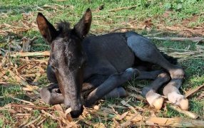 Nació Milagros, la nueva integrante de la Policía Montada misionera