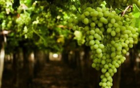 La polilla de la vid sigue presente en Neuquén y generó una segunda alerta fitosanitaria