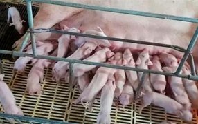 El nacimiento histórico: En Brasil, una cerda parió 45 lechones