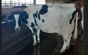 La vaca Connie rompió todos los records de producción de leche a nivel mundial