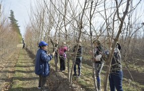 Finalizó una capacitación sobre poda tradicional en frutales de carozo y pepita en Río Negro