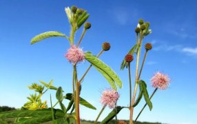 Hallan una nueva flor en el sur de Misiones: No tiene registro en Argentina