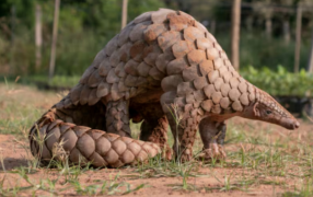 El mamífero que pensaban que estaba extinto y fue avistado por primera vez en 24 años