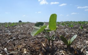 El impacto de las lluvias: La siembra de soja acelera “a velocidad vertiginosa”
