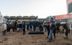 “Mercosur” y “Pericón”, los primeros animales que llegaron a La Rural 2023