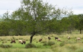 Pronóstico del tiempo en la provincia de Misiones, para los días, miércoles y jueves: Estable, cielo mayormente despejado