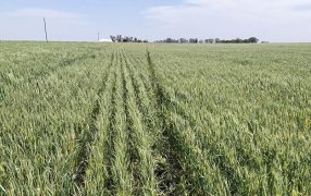 El estrés hídrico comenzó a afectar el trigo