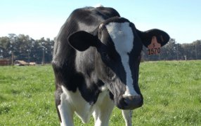 Lechería: Una reunión entre el Gobierno y las industrias confirmó que, por ahora, es una crisis sin salida