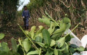 Las chacras están activas: Plena cosecha de yerba mate en toda la provincia de Misiones, con un precio de 300 pesos por kilo en promedio de hoja verde