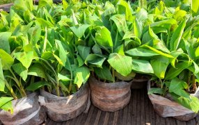 Plantines de banano de alta calidad genética para las chacras misioneras