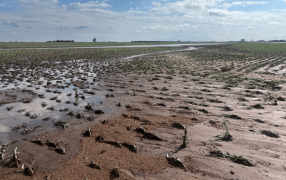 Fuertes tormentas dejaron daños totales en cultivos: Cuánto llovió, zona por zona en los últimos días en las diferentes regiones del país