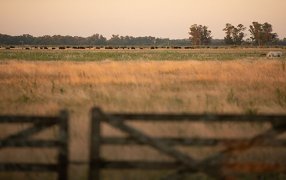 El 59% de la renta en el campo se va en impuestos