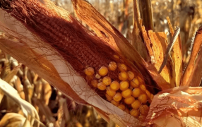 El dilema de los productores ante la expansión de la Chicharrita del maíz: ¿Cosecharlo o picarlo?