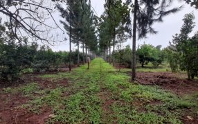 Misiones: Con prácticas recomendadas por el INYM, resultados alentadores en el yerbal de Tech